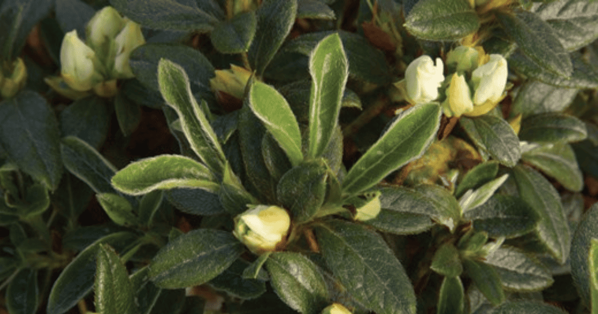 A bush with white flowers and green leaves.