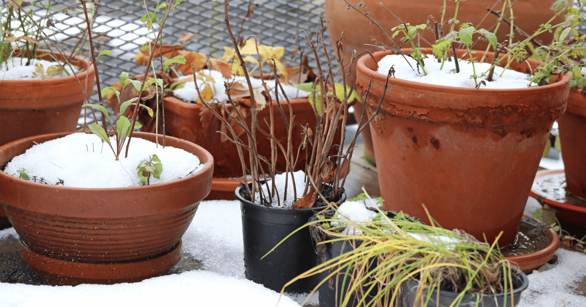 A group of potted plants in the snow.