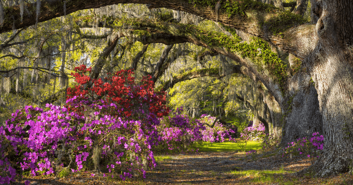 A serene forest path lined with vibrant pink and red azaleas under the canopy of large oak trees draped with spanish moss.