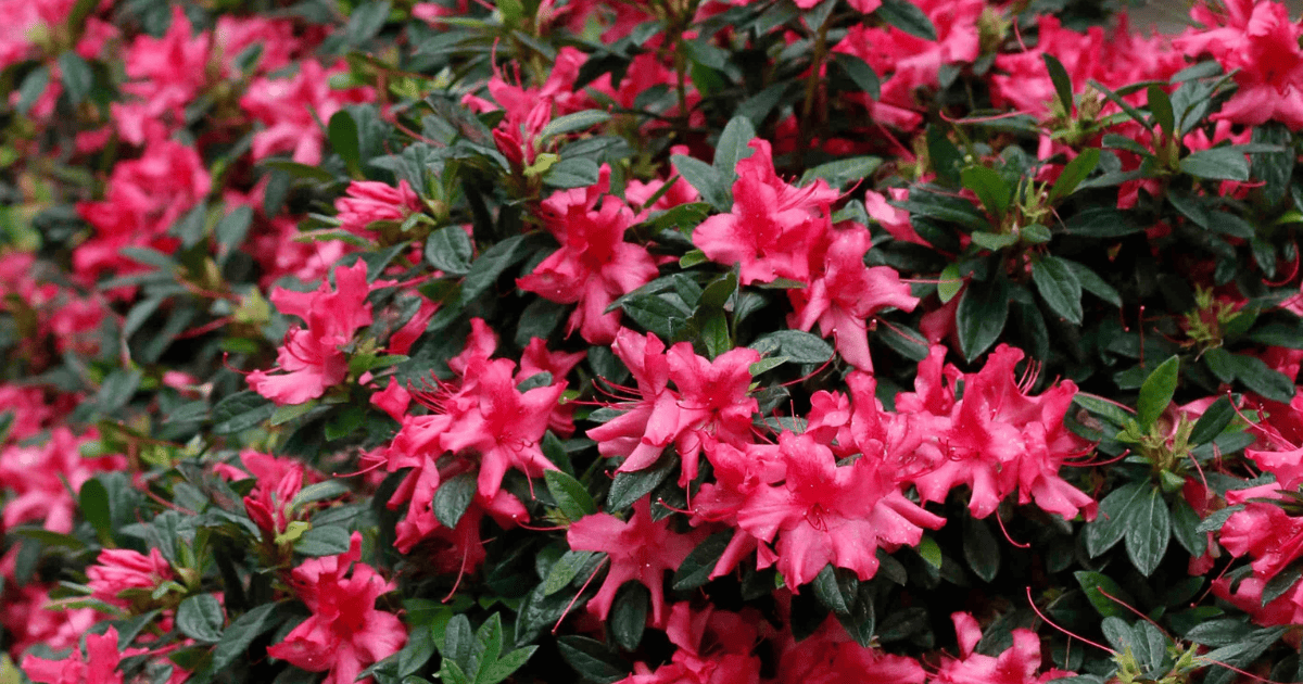 Close up of red Encore azaleas