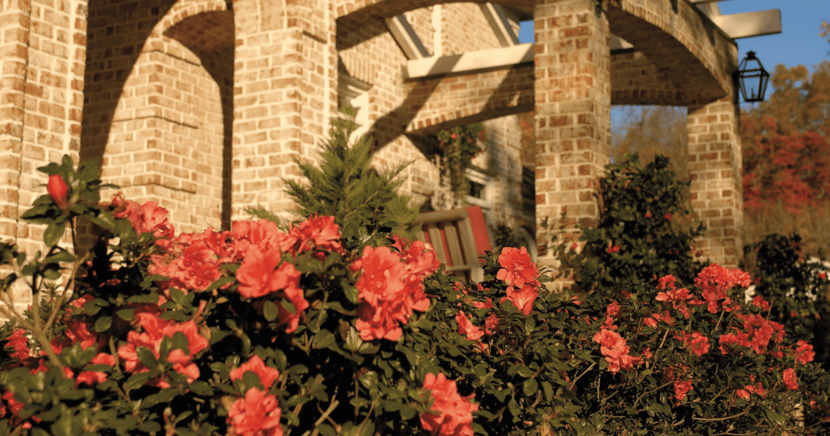 A brick building with fall colored Encore azaleas in front of it.