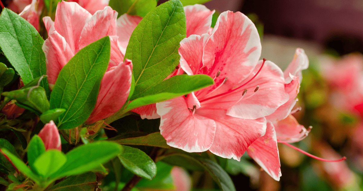 A close up of pink azalea flowers.