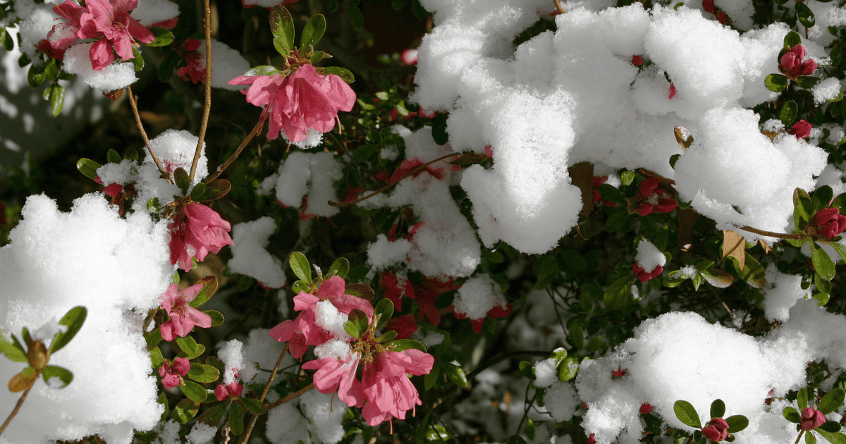 Pink azalea flowers peek through patches of fresh snow on a sunny day.