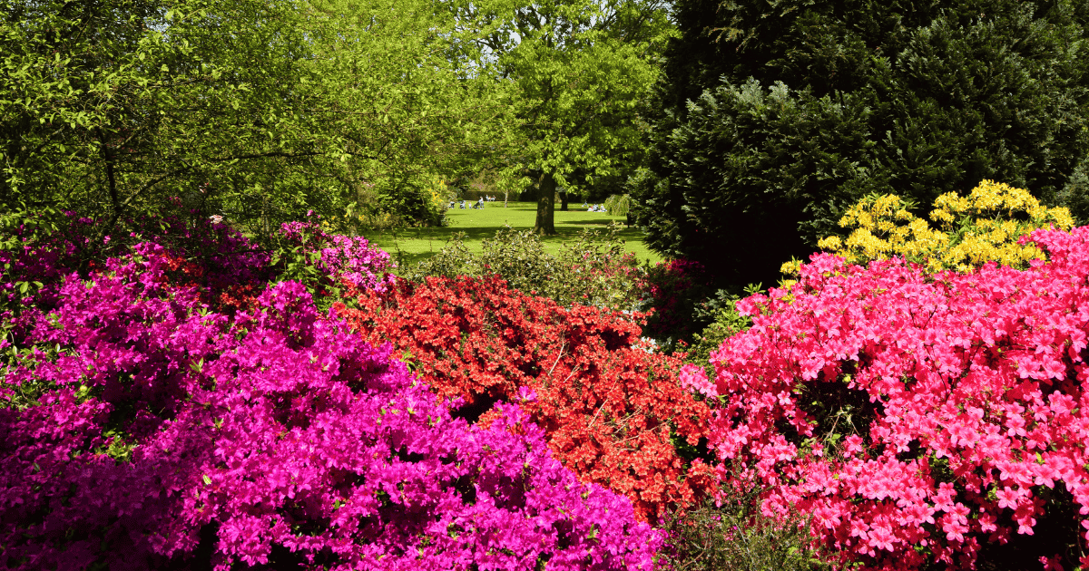 A vibrant garden scene with lush, blooming azaleas in shades of pink, red, and yellow under a canopy of green trees.
