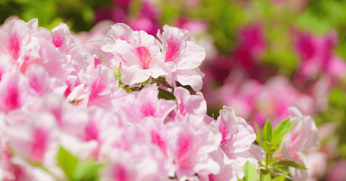 Close-up of pink and white azalea flowers in full bloom with soft-focus background.
