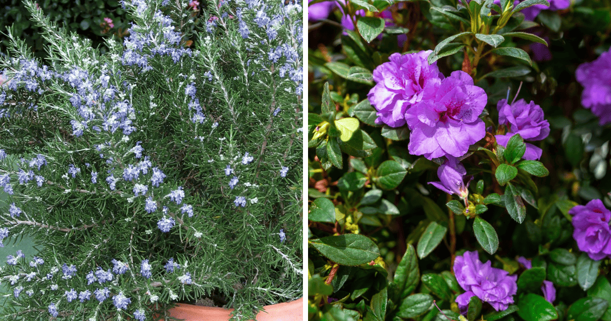 Two pictures of a potted plant with purple flowers.