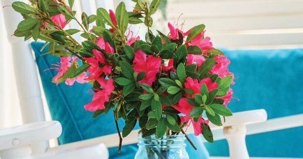 A vibrant pink azalea plant in a blue glass vase on a white table, with white chairs and a blue cushion in the background.