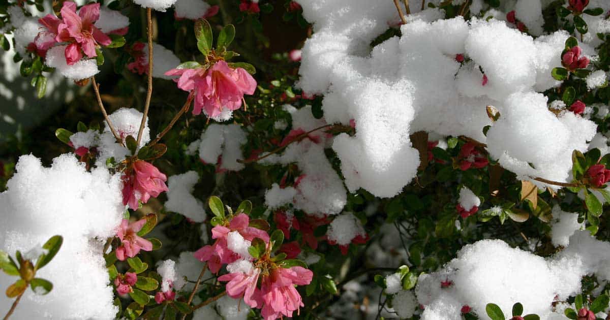 Pink azalea flowers peek through a blanket of fresh snow, highlighting a contrast between vibrant blooms and winter scenery.