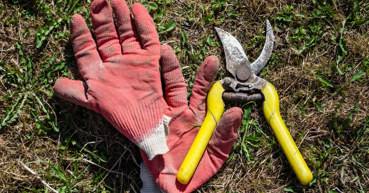 gloves and pruners for Encore Azaleas