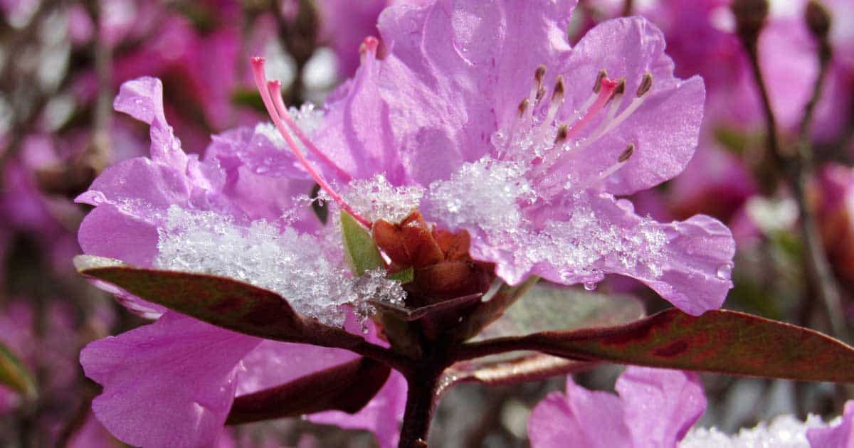 Close-up of a pink rhododendron bloom with delicate snowflakes resting on its petals, highlighting a contrast between floral spring beauty and winter frost.