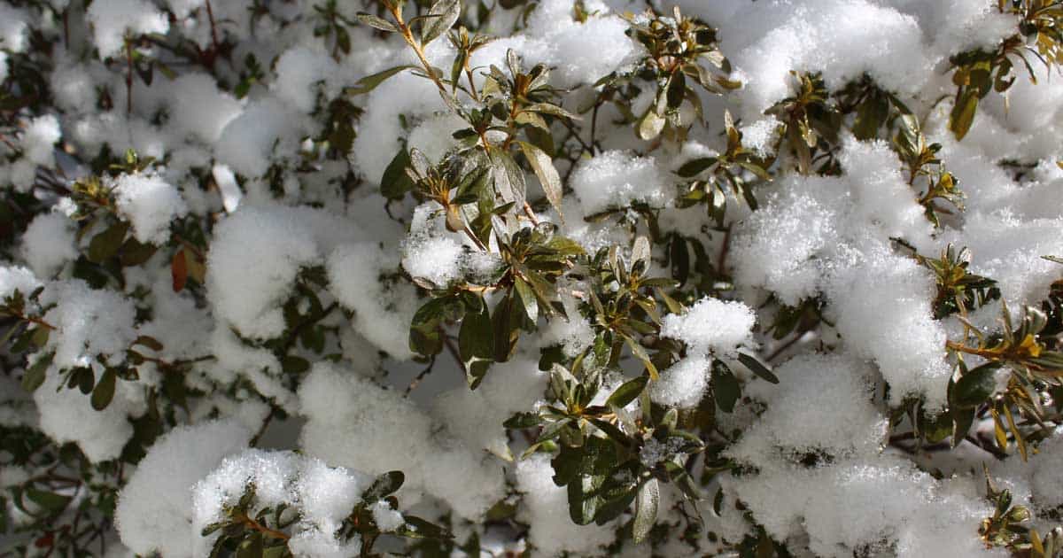 Snow-covered green shrubbery under sunlight.