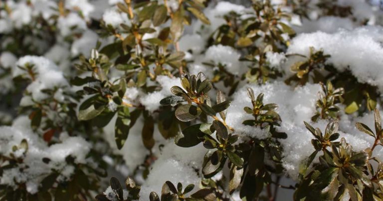 Snow rests on the dark green leaves of a shrub under a bright, sunlit sky.