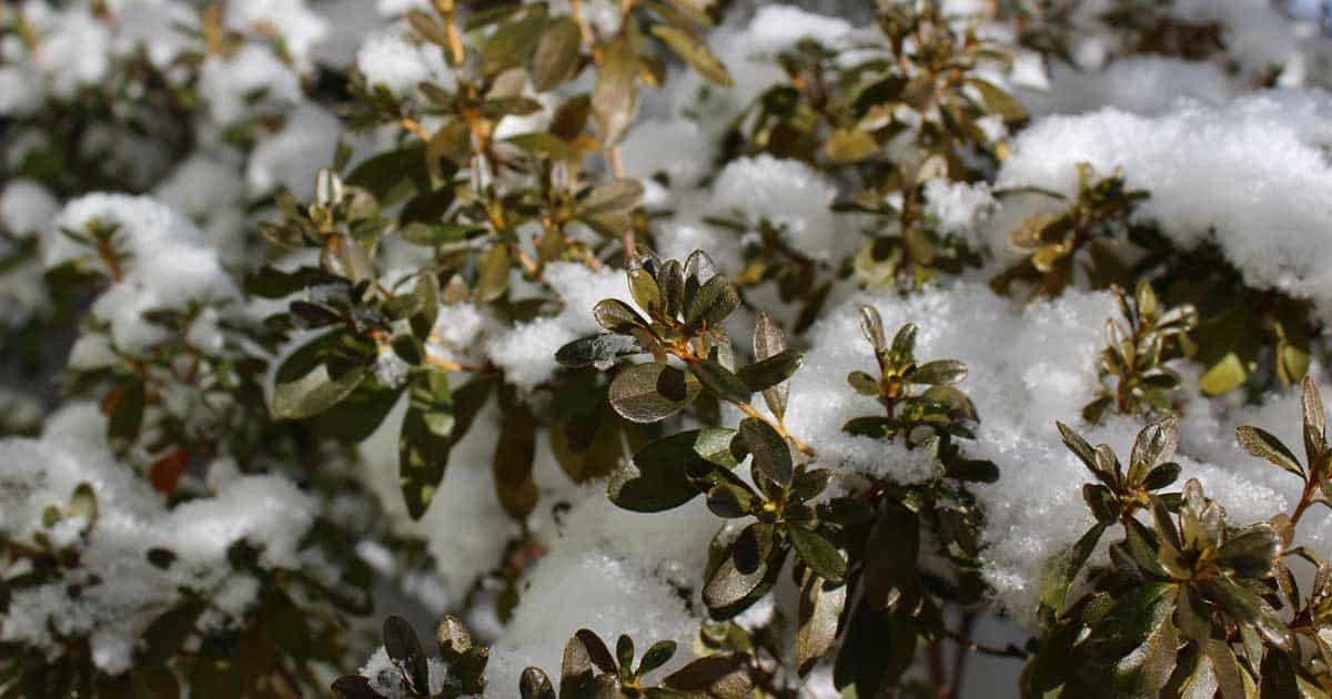 Snow rests on the dark green leaves of a shrub under a bright, sunlit sky.