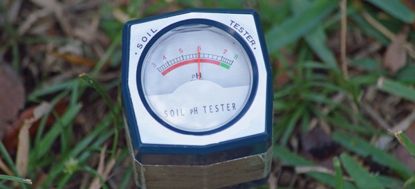 When building new beds and amending old beds, consider soil pH. 