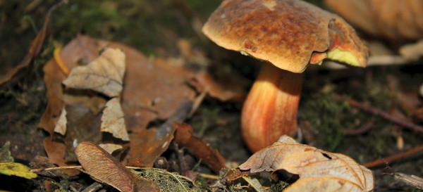 mushrooms in landscape
