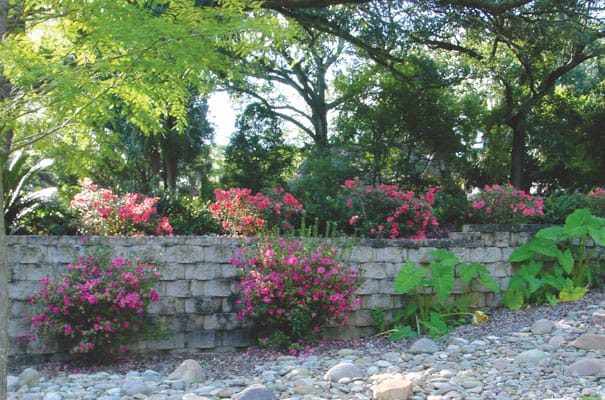 Encore Azalea brick landscape