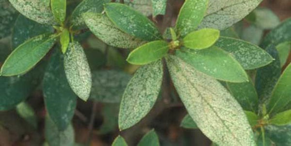 azalea black spots on leaves