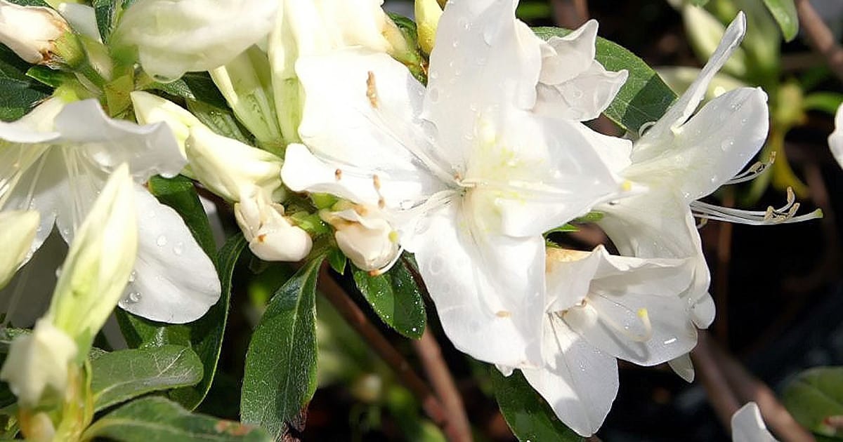 White blooms of azalea white cascade