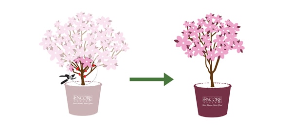 Encore Azalea pruning graphic