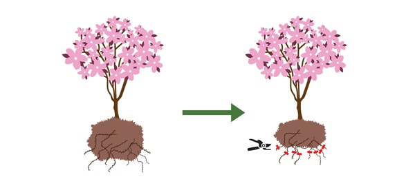 Encore Azalea pruning graphic