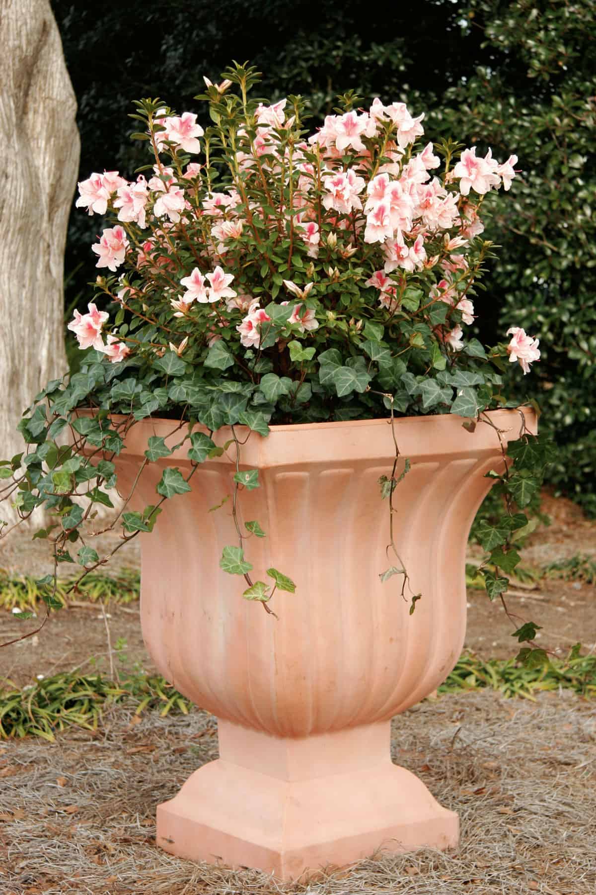 Encore Azalea Chiffon decorative container planting