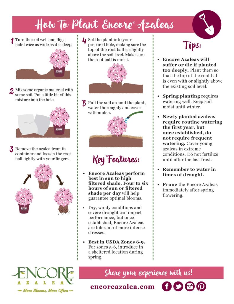 how to plant Encore Azalea infographic
