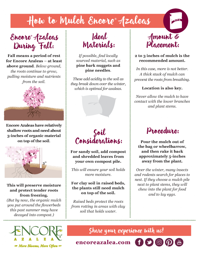 how to mulch encore azaleas instructions sheet