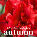 Encore Azalea Autumn Fire Pin