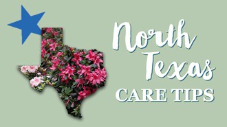 Encore Azalea North Texas care tips