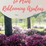 5 reasons to plant reblooming Encore Azaleas
