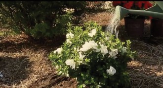 Encore Azalea watering white blooms