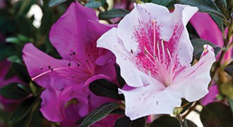 Encore Azalea pink and white blooms