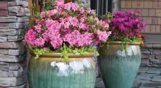 Encore Azalea porch container blooms