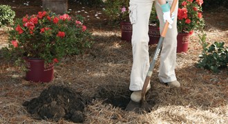 planting Encore Azaleas