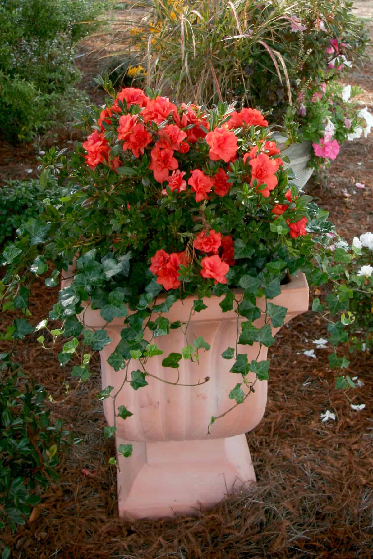 Encore Azalea Embers decorative container planting