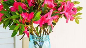 cut azaleas in vase