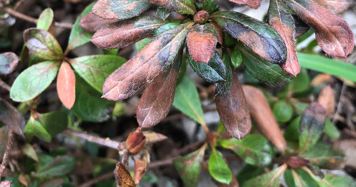 Discolored leaves from freezing temps on azalea leaves