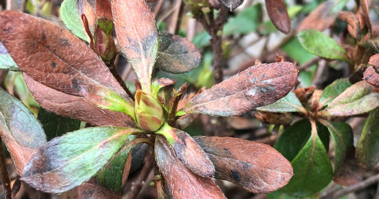 caring-for-winter-damaged-encore-azaleas-encore-azalea