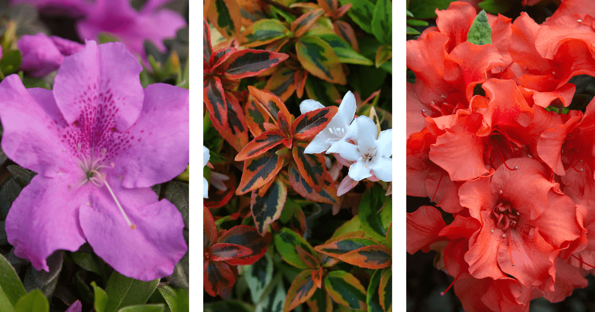 Three panels showing close-up views of different flowers: a purple azalea, white blooms amid red leaves, and clustered red azaleas.
