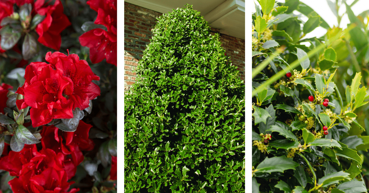 Three panels showing different plants: bright red roses on the left, a cone-shaped ivy topiary in the center, and holly with red berries on the right.