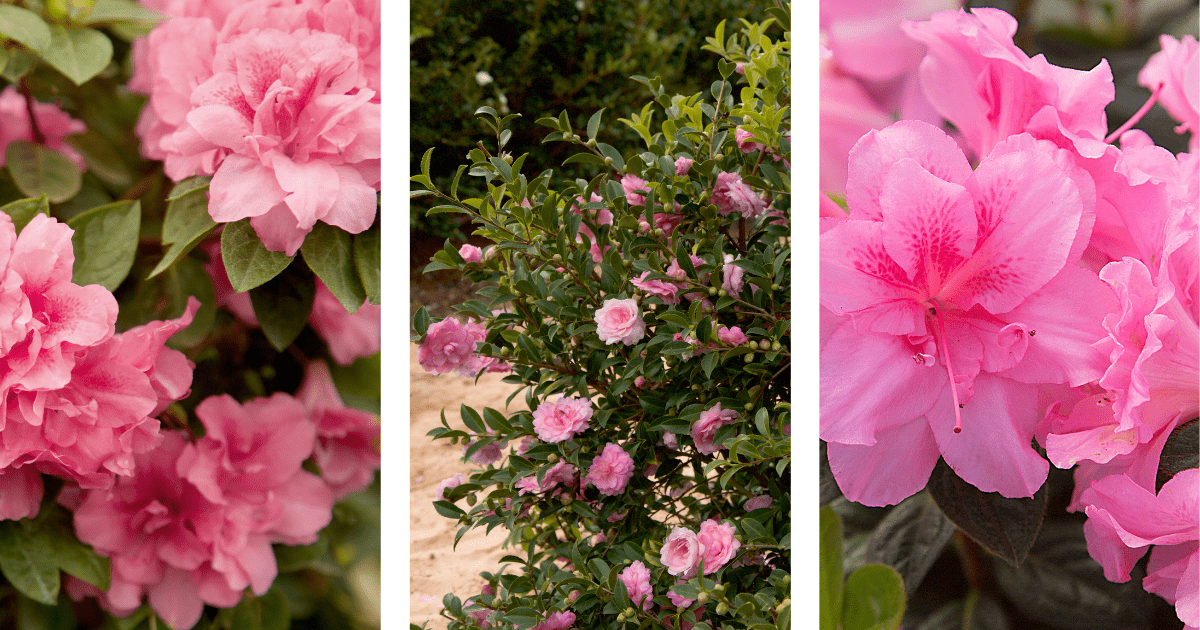 Three panels depicting various pink azalea blooms, with the left and right showing close-up views of the flowers, and the center panel displaying a bush in a garden setting.