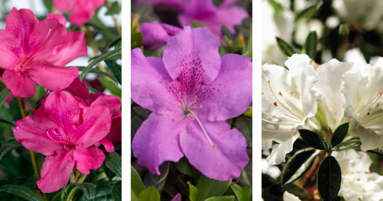 Dwarf Encore Azaleas + Companion Plants | Encore Azalea