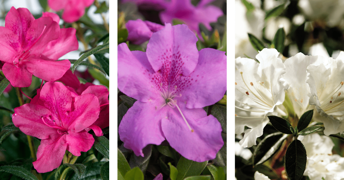 Three panels showing different colored azalea flowers: pink, purple, and white blooms with vibrant green leaves.