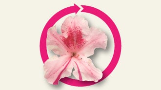 Encore Azalea bloom cycle icon