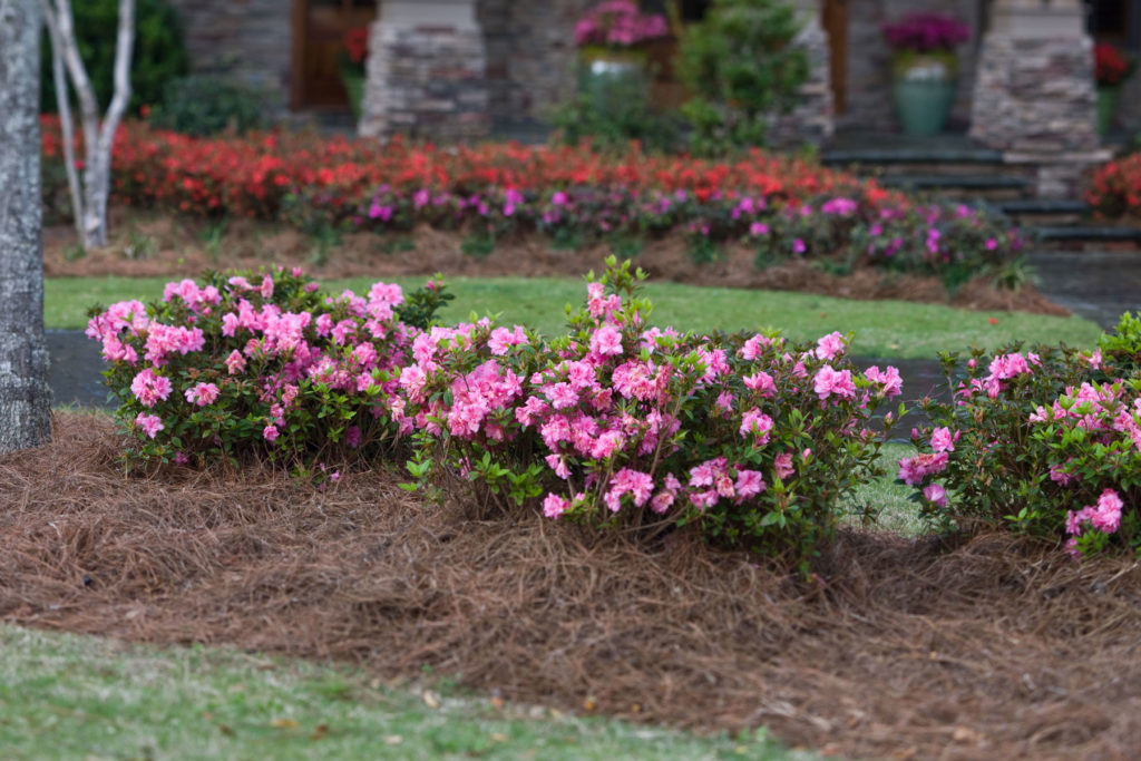 Growing azaleas store