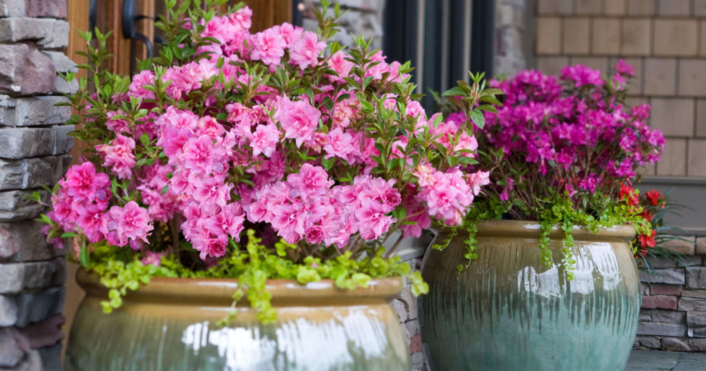 Encore Azalea container planting design