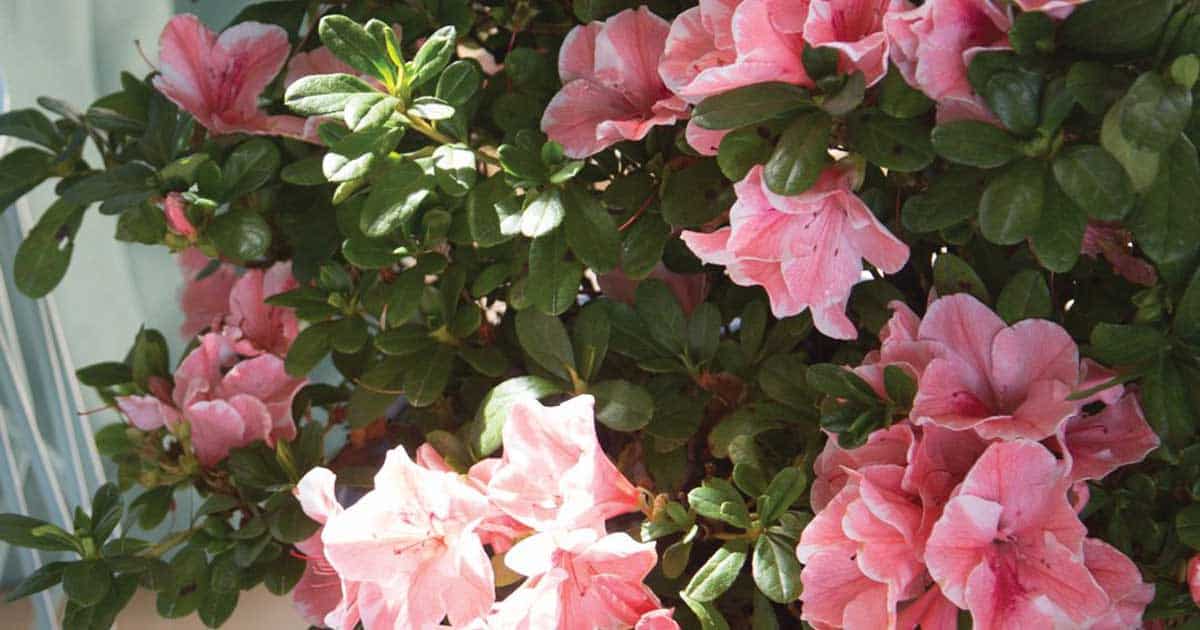 Azalea bushes with pink flowers and green leaves in bright sunlight.