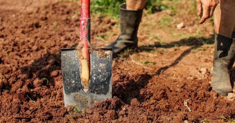digging dirt with shovel in clay soil