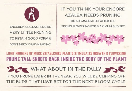 Encore Azalea pruning infographic