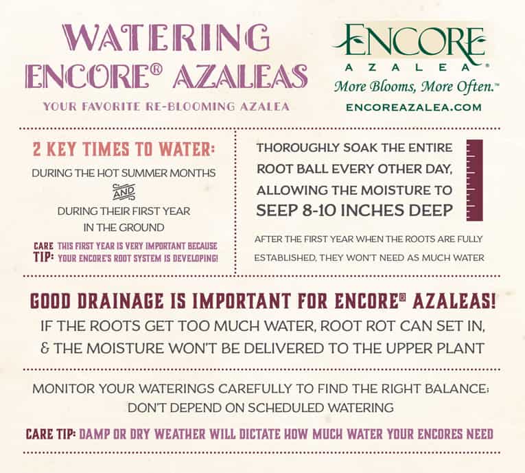 watering encore azaleas chart